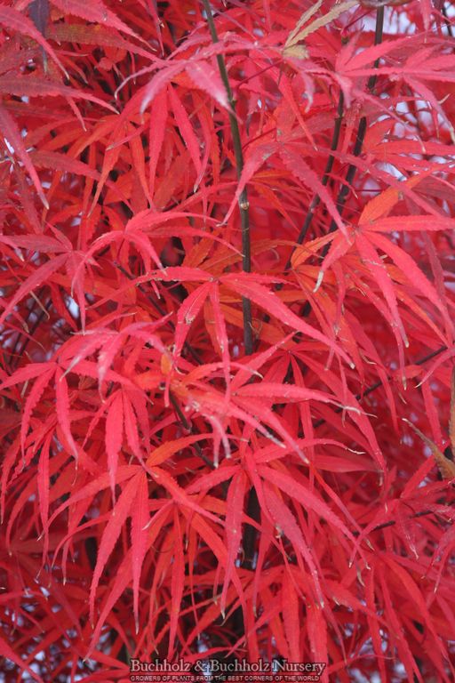 Acer palmatum 'Hubbs Red Willow' Japanese Maple