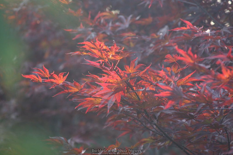 Acer palmatum 'Fireglow' Japanese Maple