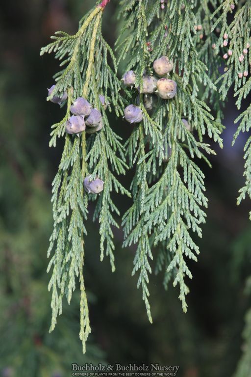Chamaecyparis nootkatensis 'Pendula' Weeping Alaskan Cedar