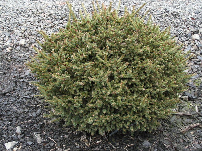 Picea abies 'Kluis' Dwarf Norway Spruce