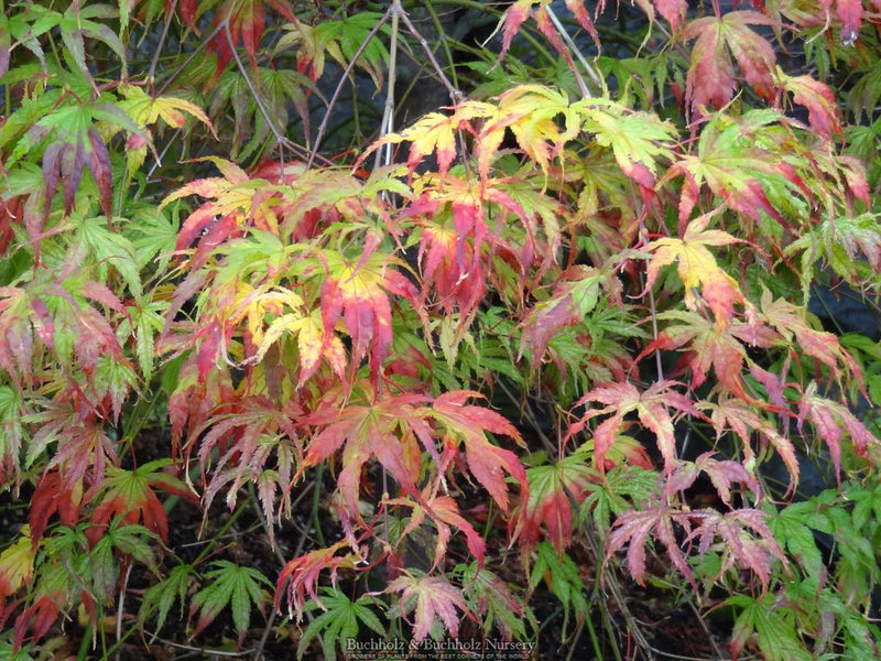 Acer palmatum 'First Ghost' Japanese Maple