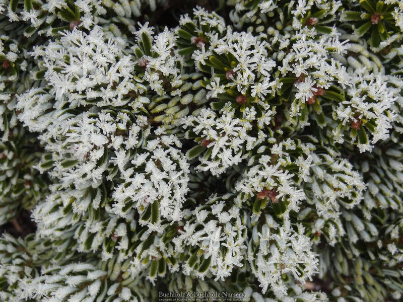 Abies koreana 'Kohout’s Icebreaker' Korean Fir