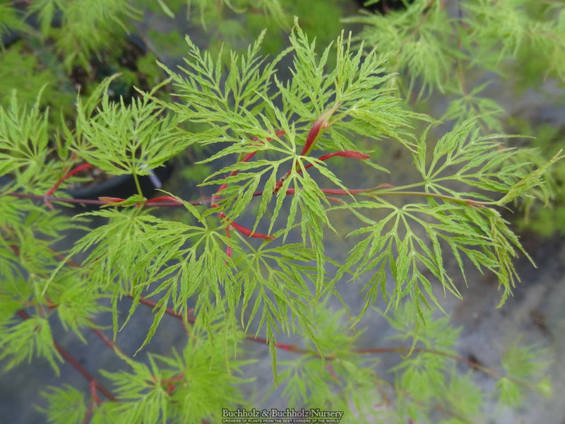 Acer palmatum 'Emerald Lace' Japanese Maple