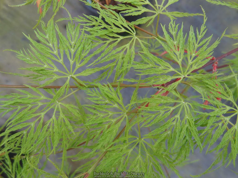 Acer palmatum 'Emerald Lace' Japanese Maple