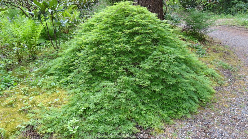 Acer palmatum 'Emerald Lace' Japanese Maple