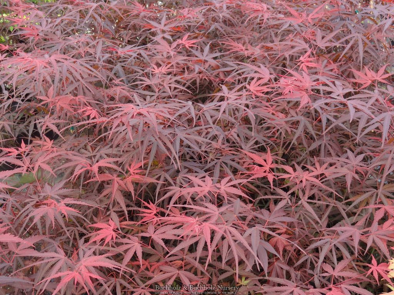Acer palmatum 'Hubbs Red Willow' Japanese Maple