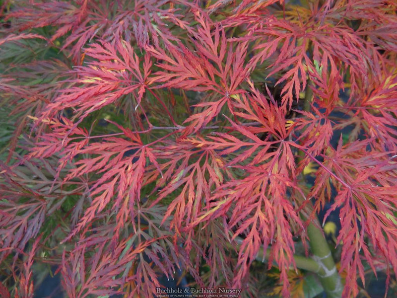 Acer palmatum 'Emerald Lace' Japanese Maple