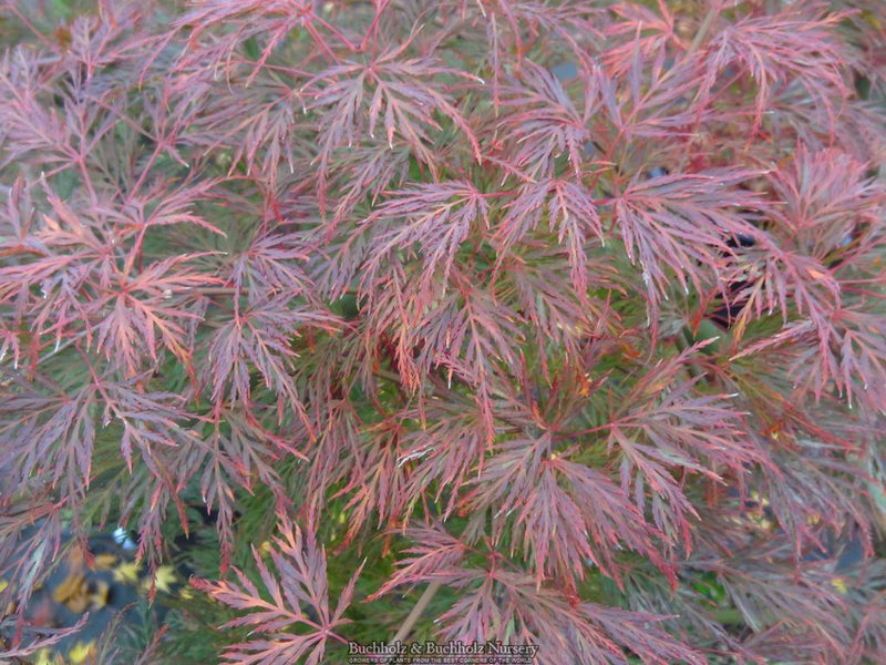 Acer palmatum 'Emerald Lace' Japanese Maple