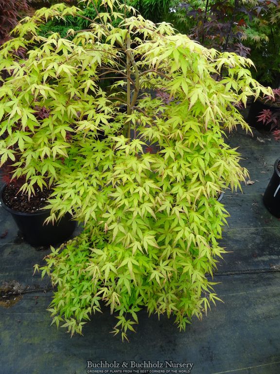 Acer palmatum 'Golden Falls' Weeping Golden Japanese Maple