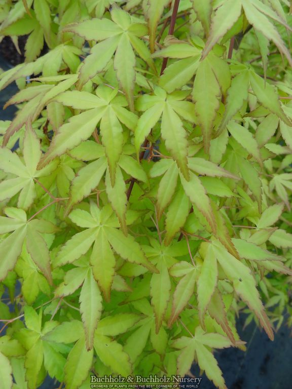 Acer palmatum 'Golden Falls' Weeping Golden Japanese Maple