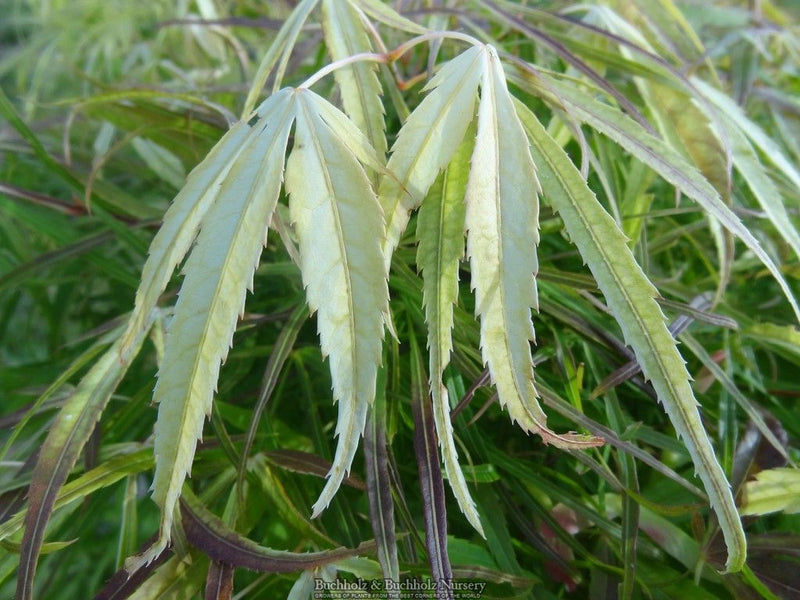 Acer palmatum 'Yellow Threads' Japanese Maple
