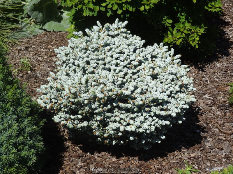 Abies koreana 'Kohout’s Icebreaker' Korean Fir