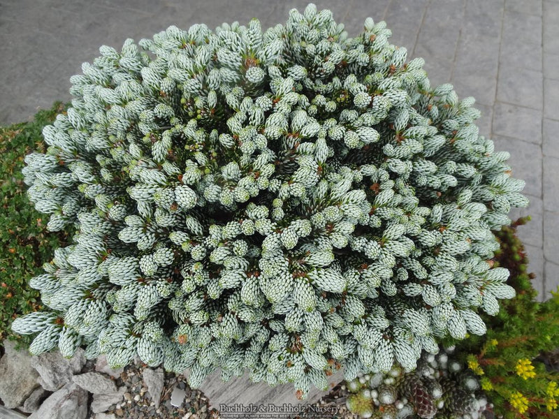 Abies koreana 'Kohout’s Icebreaker' Korean Fir