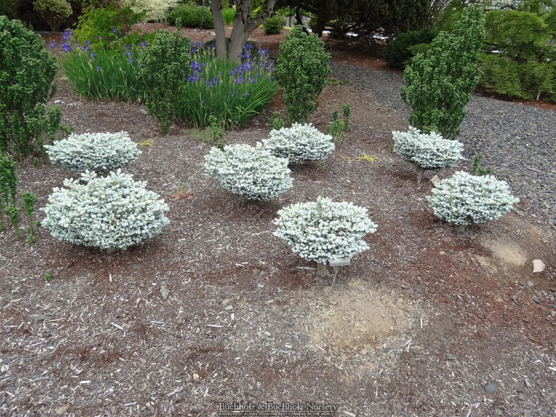 Abies koreana 'Kohout’s Icebreaker' Korean Fir