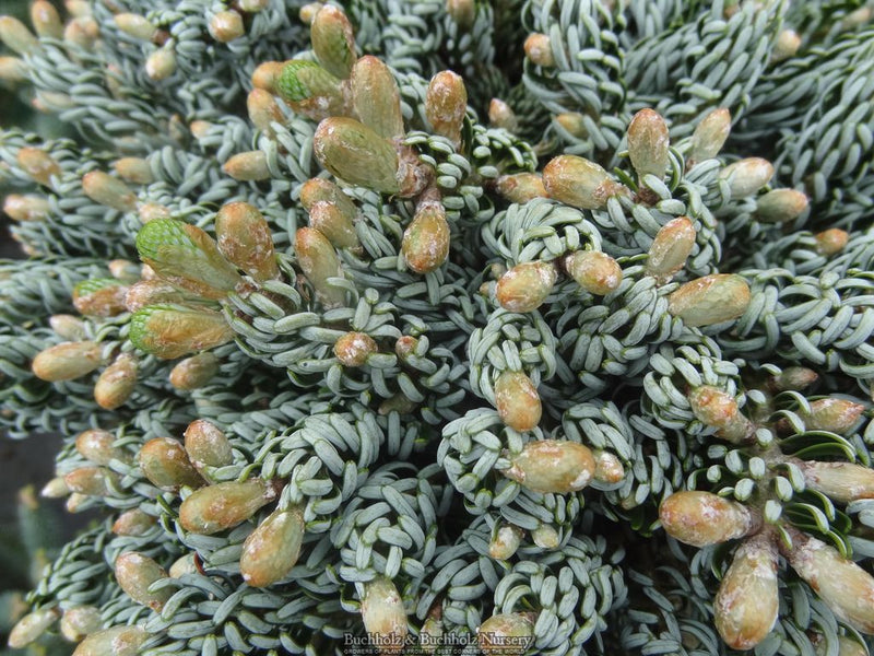 Abies koreana 'Kohout’s Icebreaker' Korean Fir