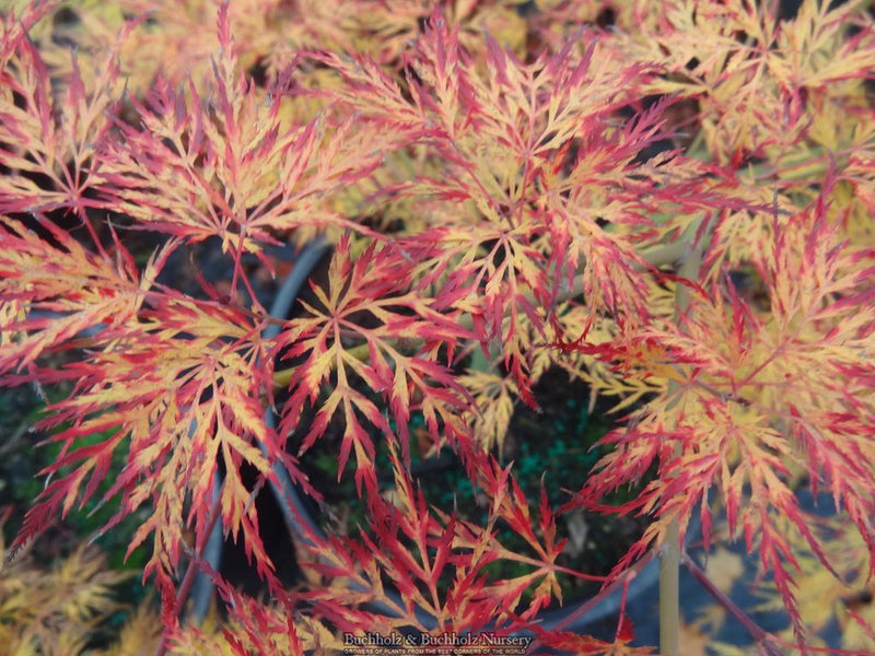 Acer palmatum 'Emerald Lace' Japanese Maple