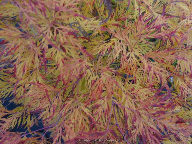 Acer palmatum 'Emerald Lace' Japanese Maple