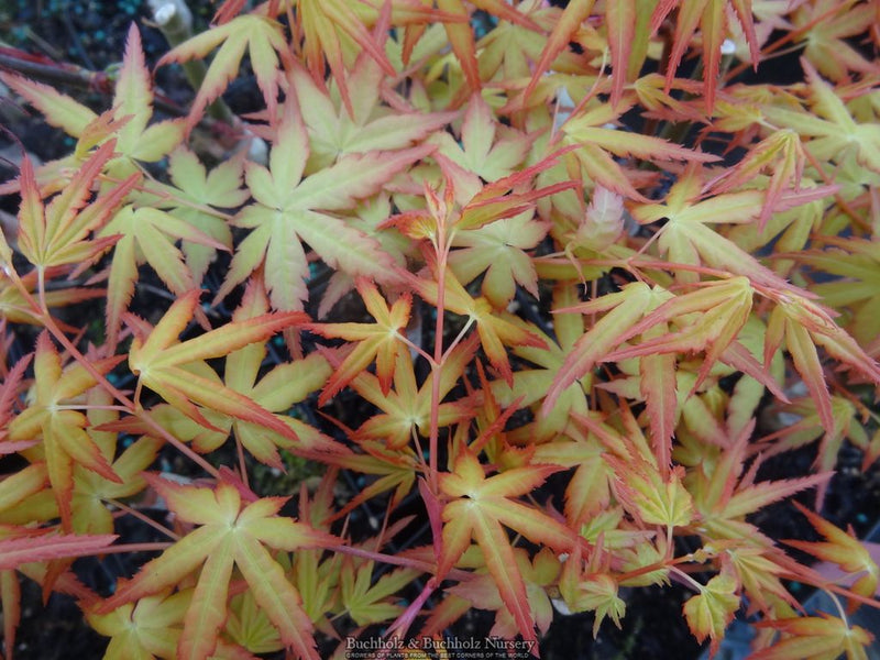 Acer palmatum 'Golden Falls' Weeping Golden Japanese Maple