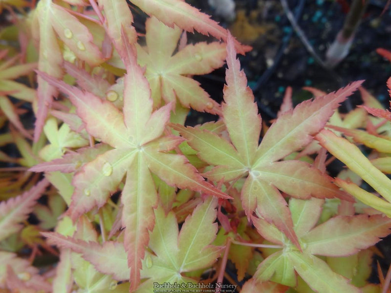 Acer palmatum 'Golden Falls' Weeping Golden Japanese Maple
