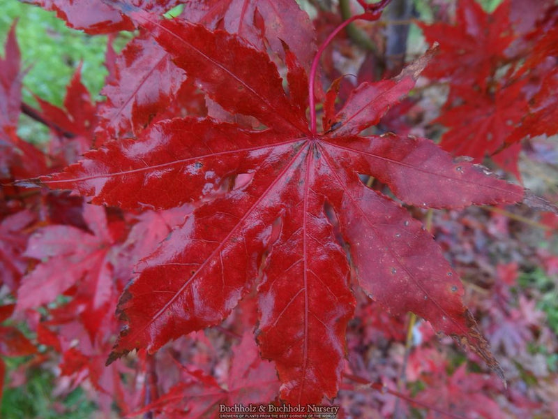 Acer palmatum 'Nebula' Variegated Japanese Maple