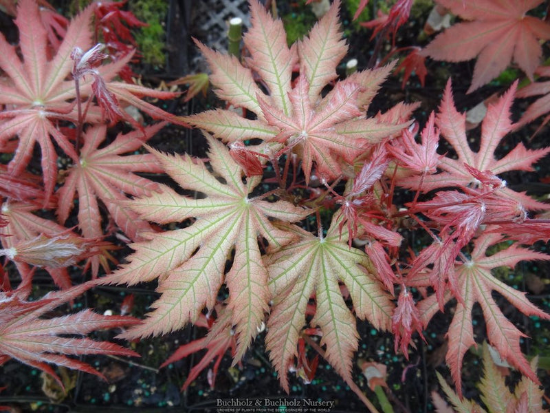 Acer palmatum 'Nebula' Variegated Japanese Maple