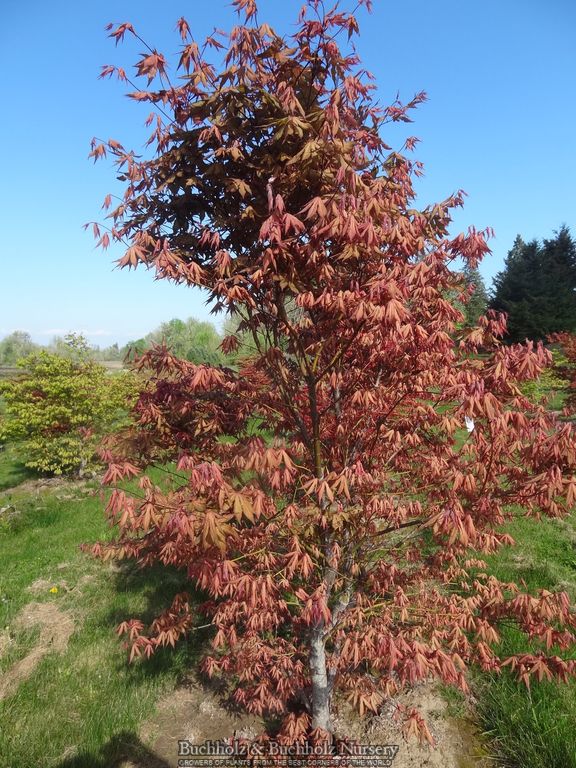 Acer palmatum 'Nebula' Variegated Japanese Maple