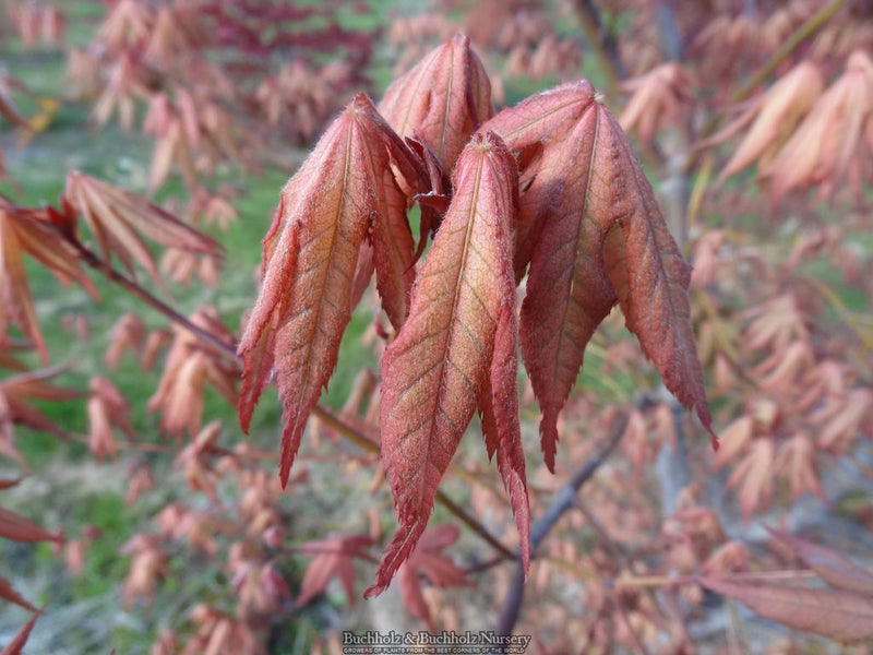 Acer palmatum 'Nebula' Variegated Japanese Maple