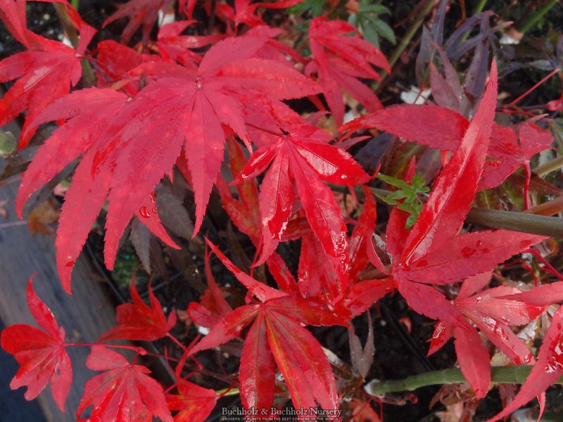 Acer palmatum 'Pung kil' Japanese Maple