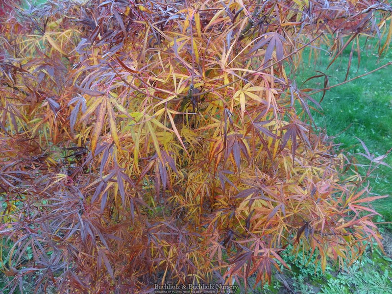 Acer palmatum 'Yellow Threads' Japanese Maple