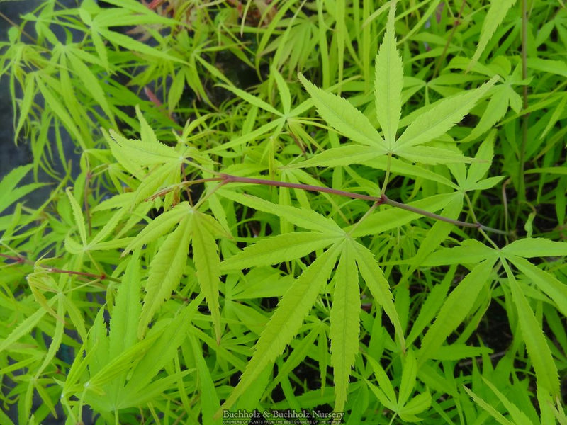 Acer palmatum 'Yellow Threads' Japanese Maple
