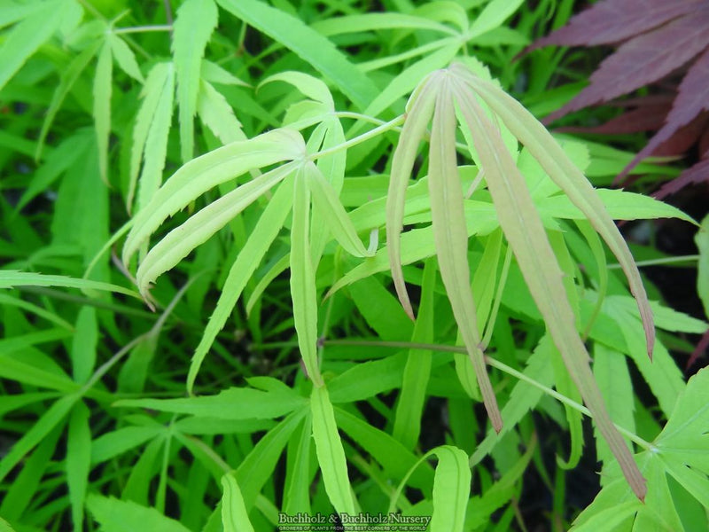 Acer palmatum 'Yellow Threads' Japanese Maple