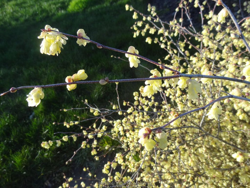 Corylopsis pauciflora Buttercup Winter Hazel