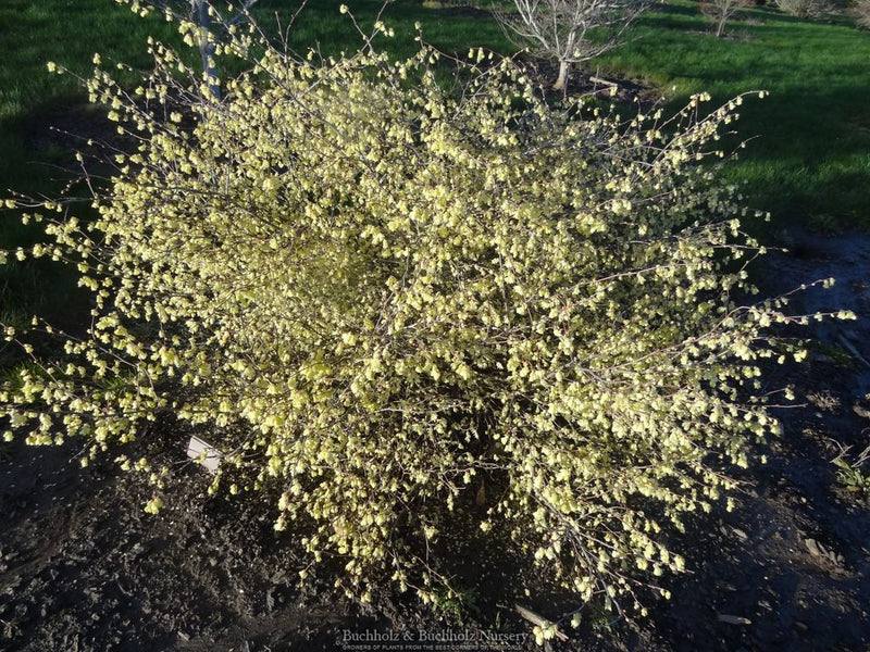 Corylopsis pauciflora Buttercup Winter Hazel