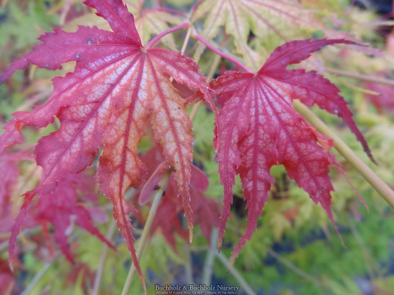 Acer palmatum 'First Ghost' Japanese Maple