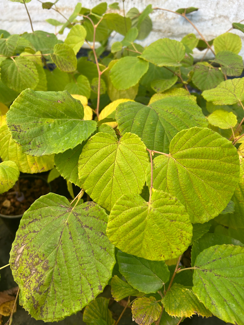 Corylopsis gotana Fragrant Winter Hazel