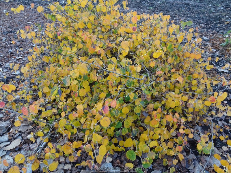 Corylopsis pauciflora Buttercup Winter Hazel