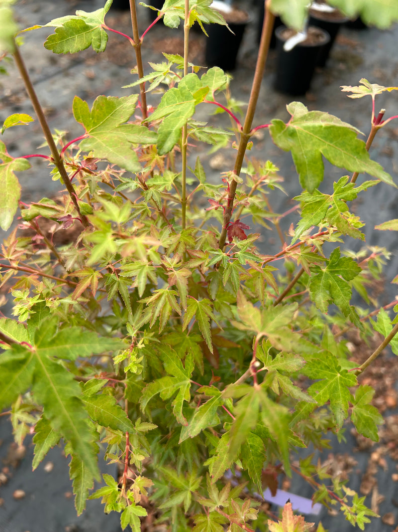 Acer palmatum 'Saiho' Dwarf Japanese Maple