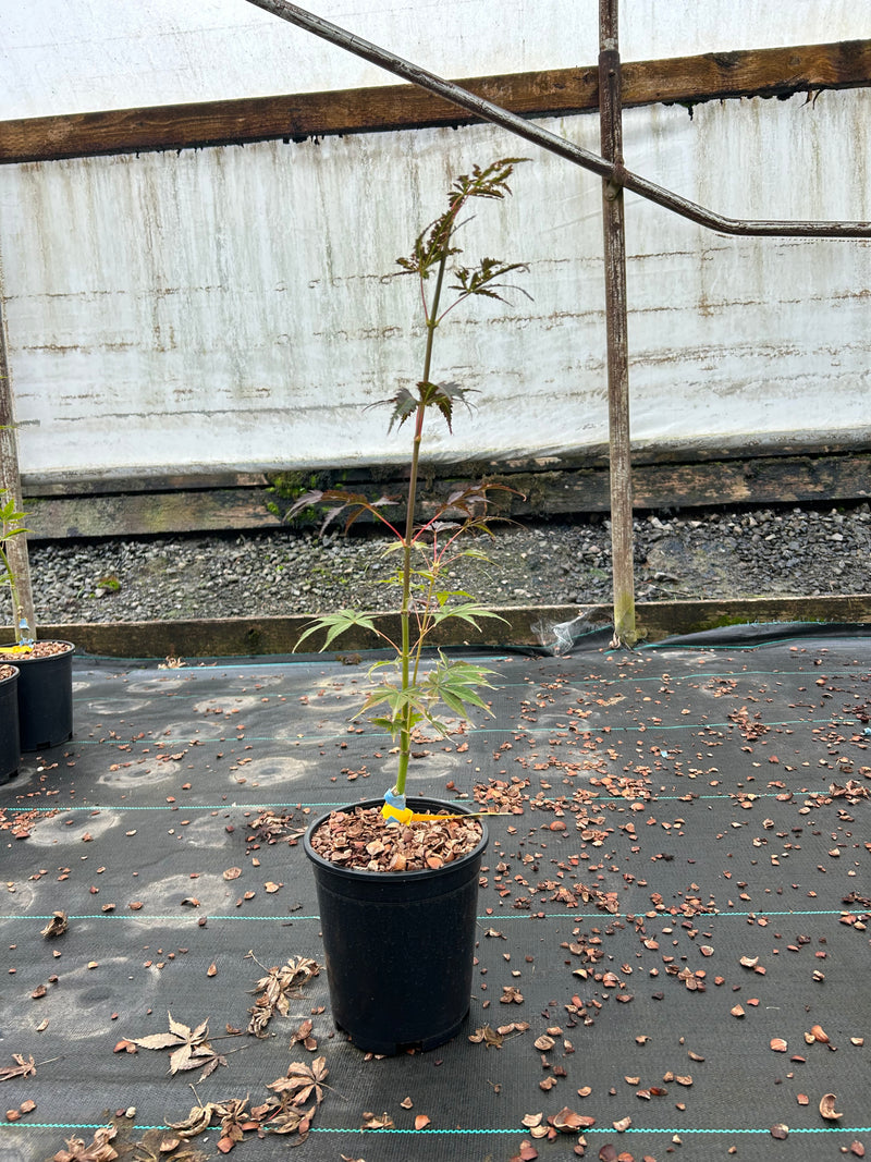 Acer palmatum 'Blackbeard's Gold' Japanese Maple