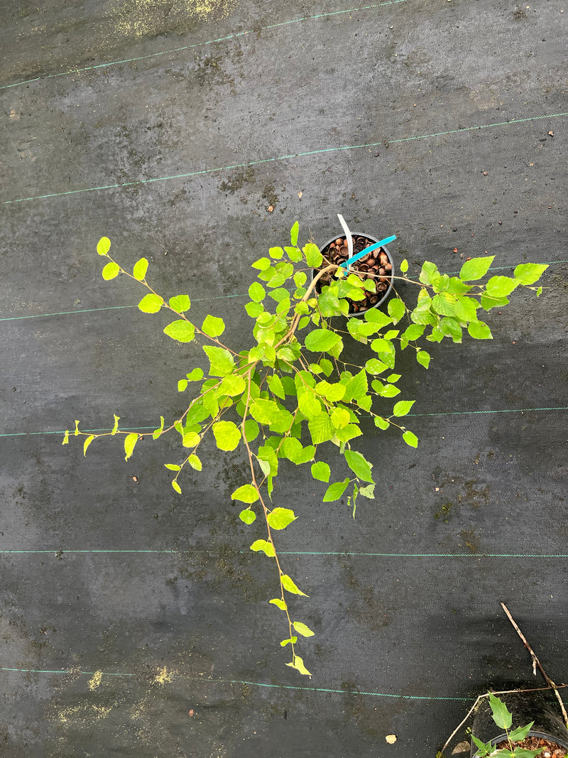 Corylopsis pauciflora Buttercup Winter Hazel
