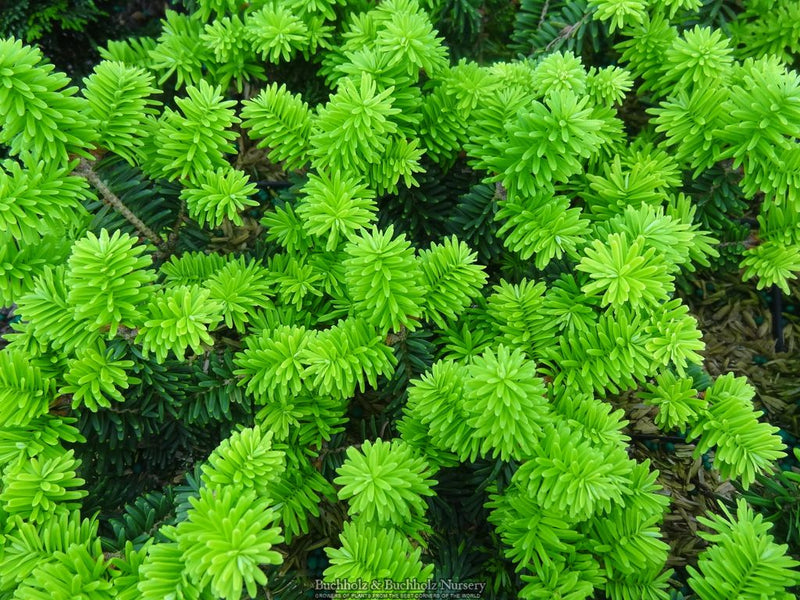 Abies balsamea 'Piccolo' Balsam Fir