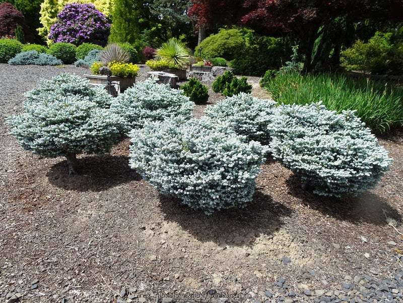 Abies koreana 'Kohout’s Icebreaker' Korean Fir