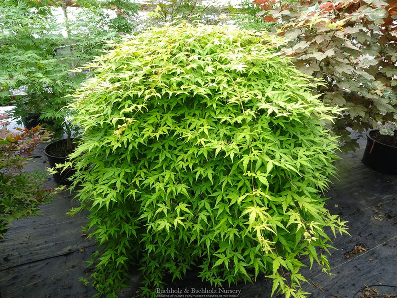 Acer palmatum 'Golden Falls' Weeping Golden Japanese Maple