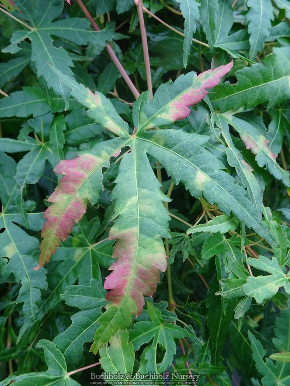 Acer palmatum 'Golden Falls' Weeping Golden Japanese Maple