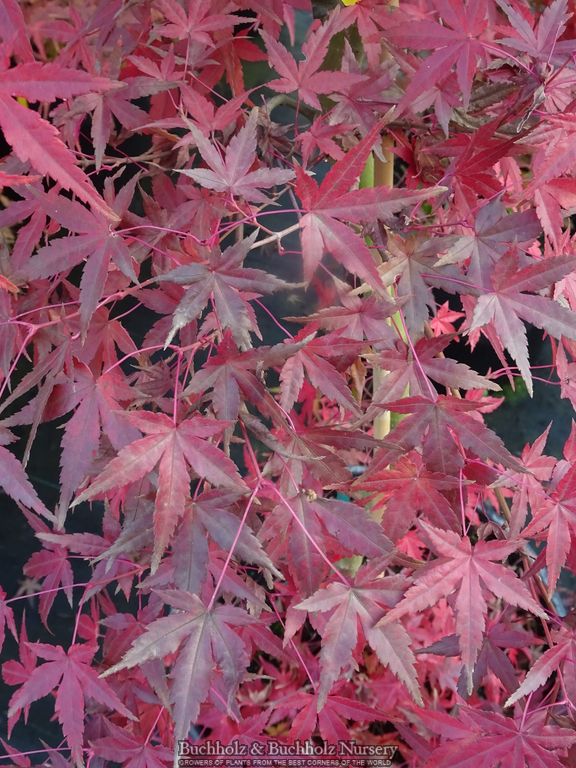Acer palmatum 'Golden Falls' Weeping Golden Japanese Maple