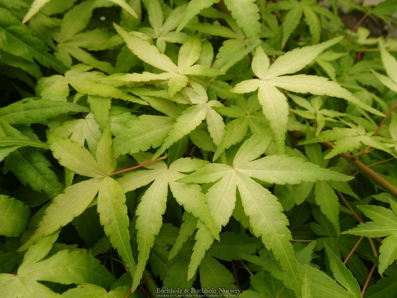 Acer palmatum 'Golden Falls' Weeping Golden Japanese Maple