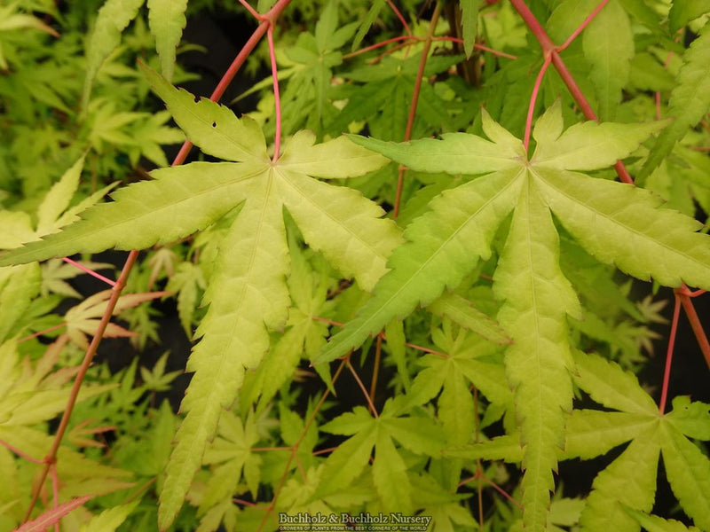 Acer palmatum 'Golden Falls' Weeping Golden Japanese Maple