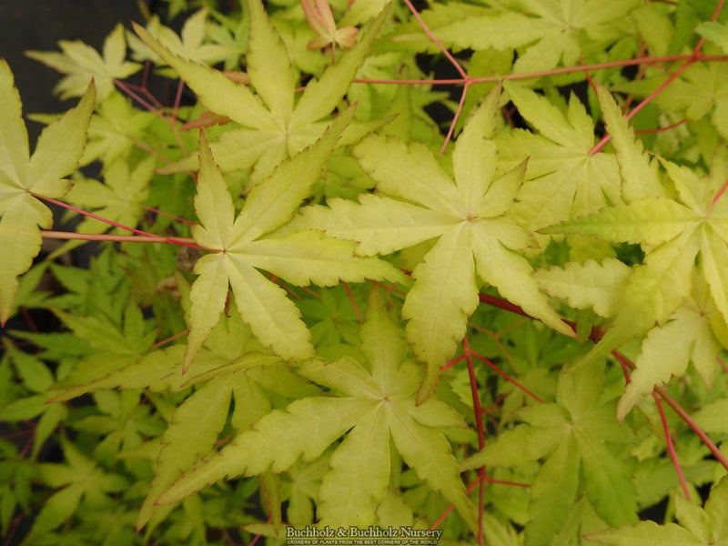 Acer palmatum 'Golden Falls' Weeping Golden Japanese Maple