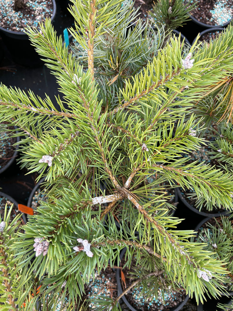 Pinus sylvestris 'Duple's Bar Harbor' Dwarf Scots Pine