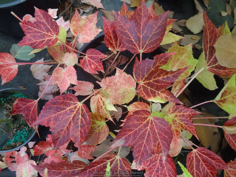 Parthenocissus tricuspidata 'Fenway Park' Golden Boston Ivy