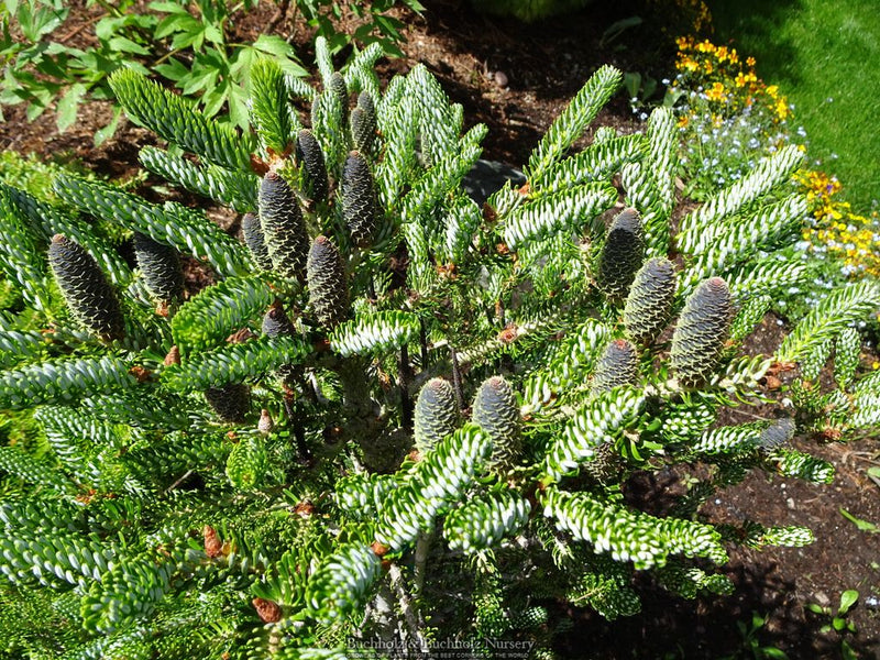 Abies koreana 'Kohout’s Icebreaker' Korean Fir